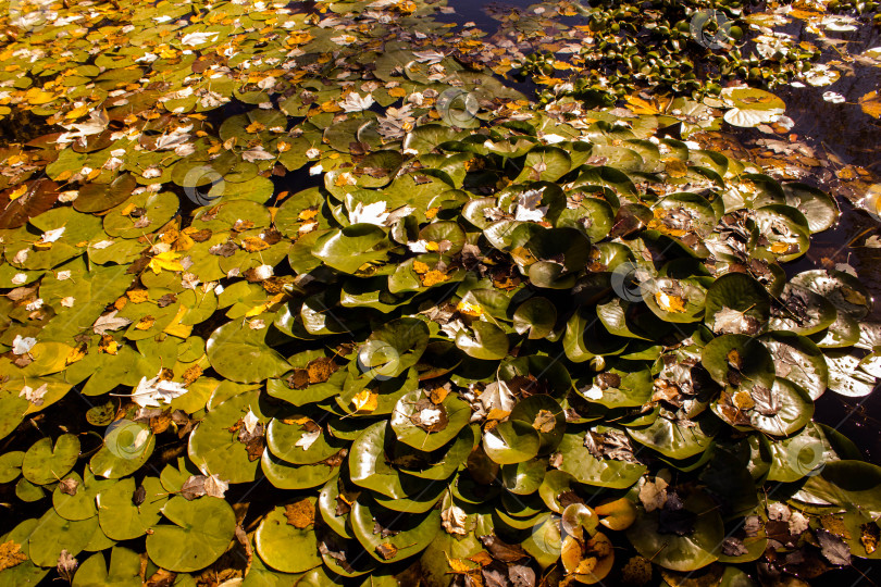 Скачать Листья водяной лилии на поверхности пруда осенью. фотосток Ozero
