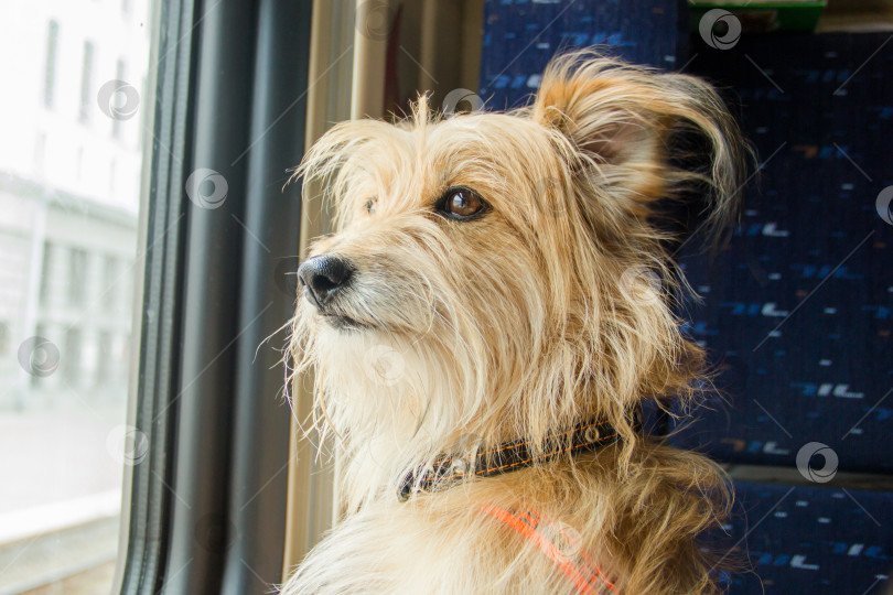 Скачать Симпатичная собачка смотрит из окна на город. Закрыть фотосток Ozero