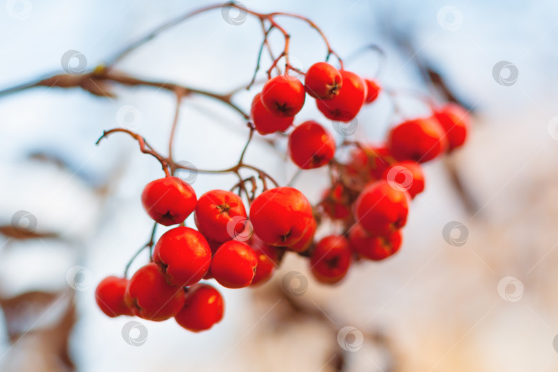 Скачать Крупный план красных ягод рябины на фоне сухих ветвей и серого неба в боке фотосток Ozero