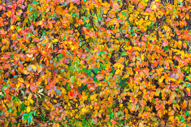 Скачать Разноцветные листья на кусте (абстракция, фон, текстура) фотосток Ozero