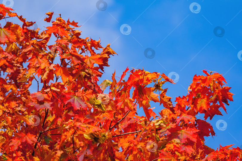 Скачать фрагмент клена с красными листьями на фоне ярко-синего неба фотосток Ozero