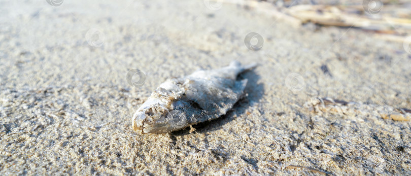Скачать мертвая рыба на горячем песке, глобальное потепление, изменение климата фотосток Ozero