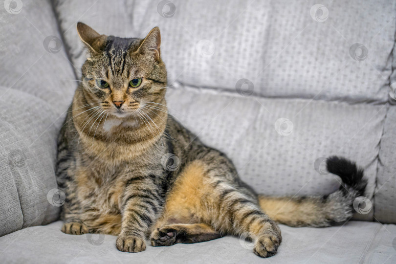 Скачать сонный полосатый кот сидит на диване фотосток Ozero