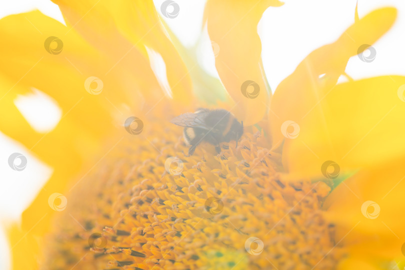 Скачать милый лохматый шмель сидит на подсолнухе в ясный солнечный день, позитивный образ фотосток Ozero