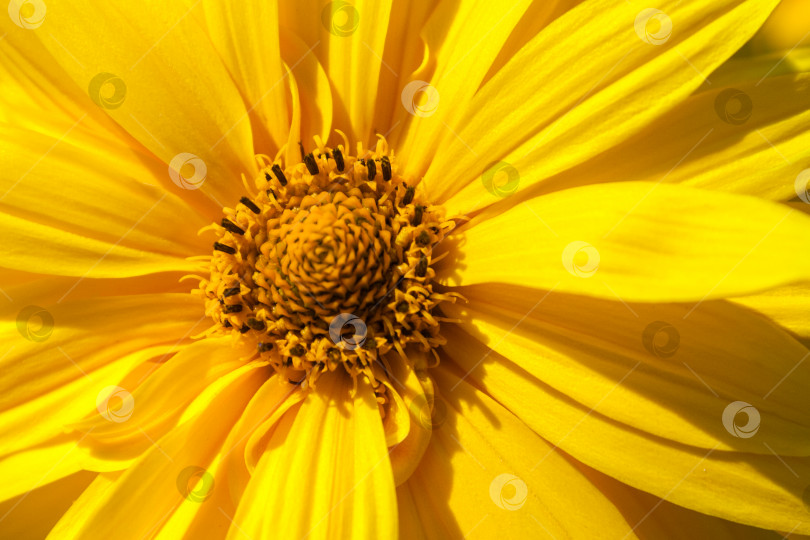 Скачать Крупным планом желтые цветы, освещенные солнечным светом (задний план) фотосток Ozero
