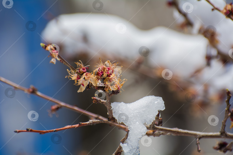 Скачать весенние заморозки, цветение абрикосов и вишни перемерзло под снегом фотосток Ozero