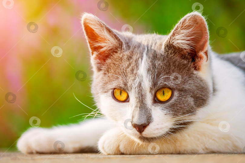 Скачать Портрет серо-белого котенка с ярко-оранжевыми глазами, освещенный солнечным светом на фоне цветущих растений в боке (тонированный) фотосток Ozero
