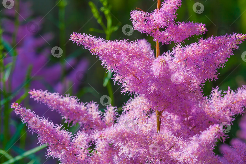 Скачать Цветы розовой астильбы фотосток Ozero
