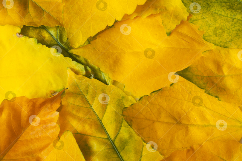 Скачать Желтые осенние листья в качестве фона, текстура фотосток Ozero