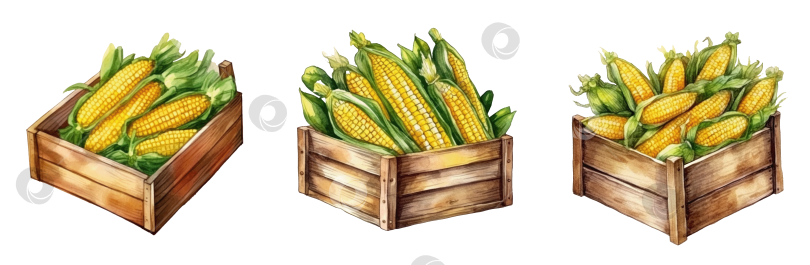 Скачать Набор для сбора урожая кукурузы в деревянном ящике, акварельная иллюстрация, для оформления меню, баннеров на фермах и праздников. Фермерские рынки, баннеры, принты в виде клипартов. Прозрачный фон, изолированное изображение фотосток Ozero