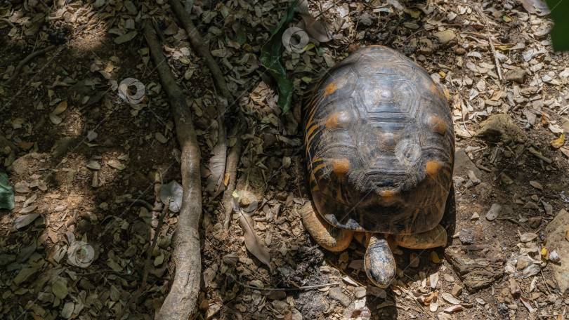 Скачать Крупная черепаха Astrochelys radiata является эндемиком Мадагаскара. фотосток Ozero
