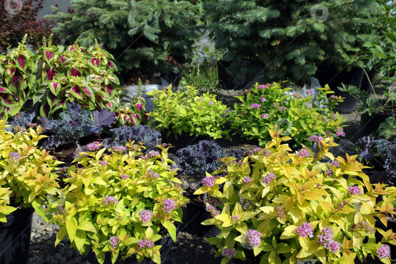 Скачать Продажа декоративных растений. Ряд разноцветных растений на полках для продажи в садовом центре фотосток Ozero