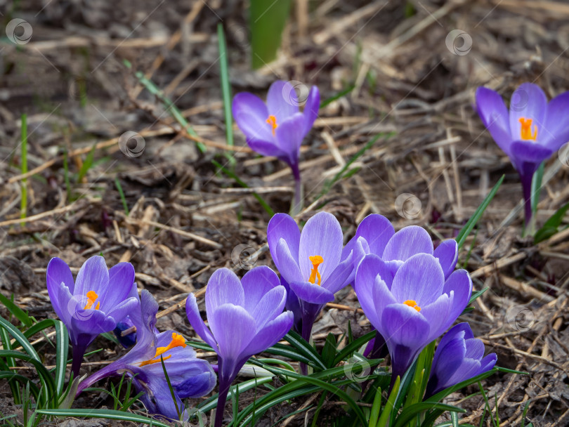 Скачать Из-под земли появились нежные фиолетовые крокусы. Весенний цветочный фон с шафраном. фотосток Ozero