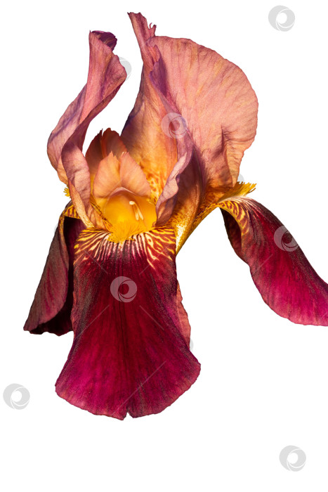 Скачать Цветок ириса бородатого (Iris germanica), выделенный на белом фоне фотосток Ozero