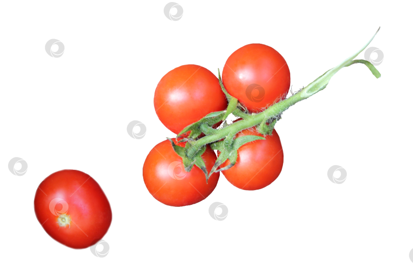 Скачать Ветка красных томатов черри на прозрачном фоне крупно сверху в формате png. Изолированно фотосток Ozero