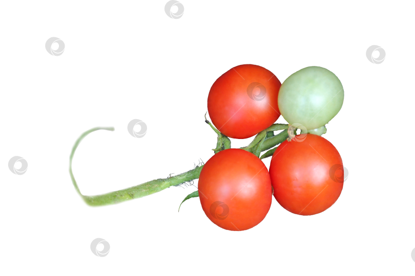 Скачать Одиночная ветка томатов черри на прозрачном фоне крупно сверху в формате png. Изолированно фотосток Ozero