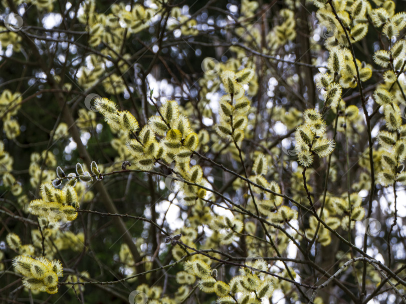 Скачать Фон весеннего леса с цветущей ивой. Желтые пушистые цветы на ветвях ивы украшают елку. фотосток Ozero