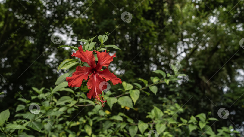Скачать Красивый цветок гибискуса на мягком фоне зеленых листьев. фотосток Ozero