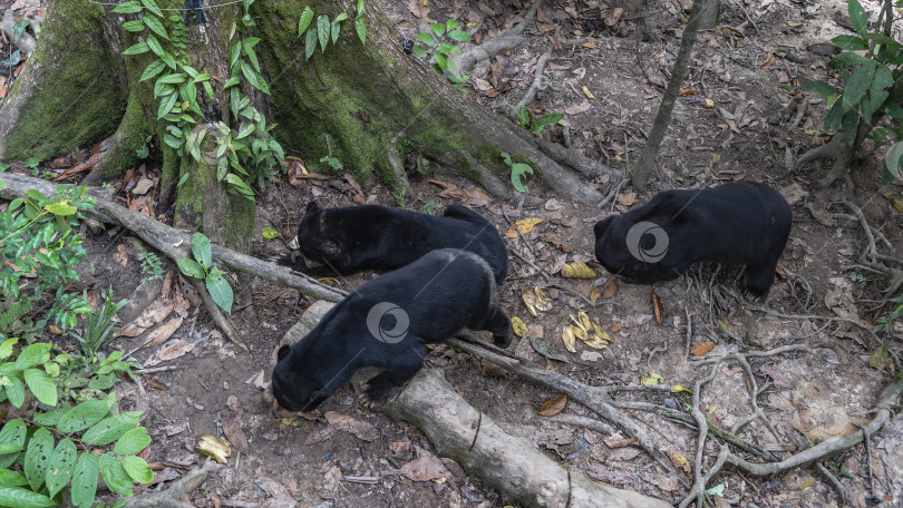 Скачать На солнце кормятся медведи helarctos malayanus. фотосток Ozero