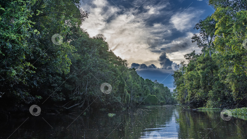 Скачать Спокойная река в защищенном тропическом лесу. фотосток Ozero