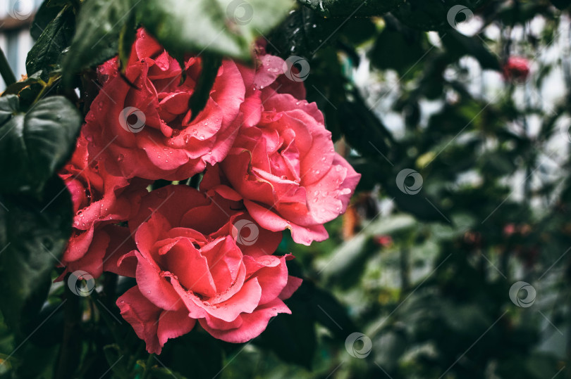 Скачать розы в росе фотосток Ozero