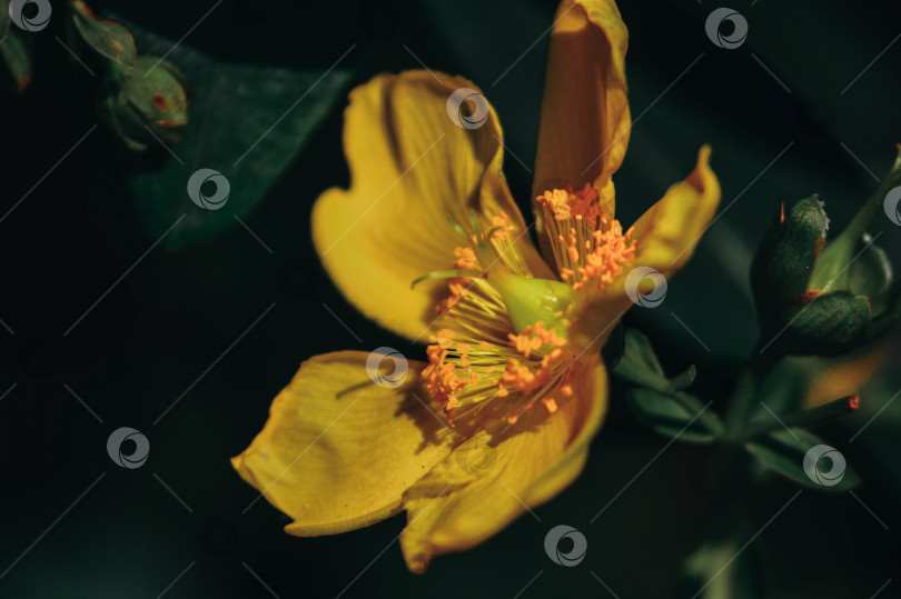 Скачать желтый цветок фотосток Ozero