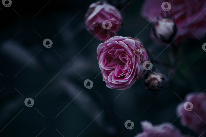 Скачать роза в темном саду фотосток Ozero