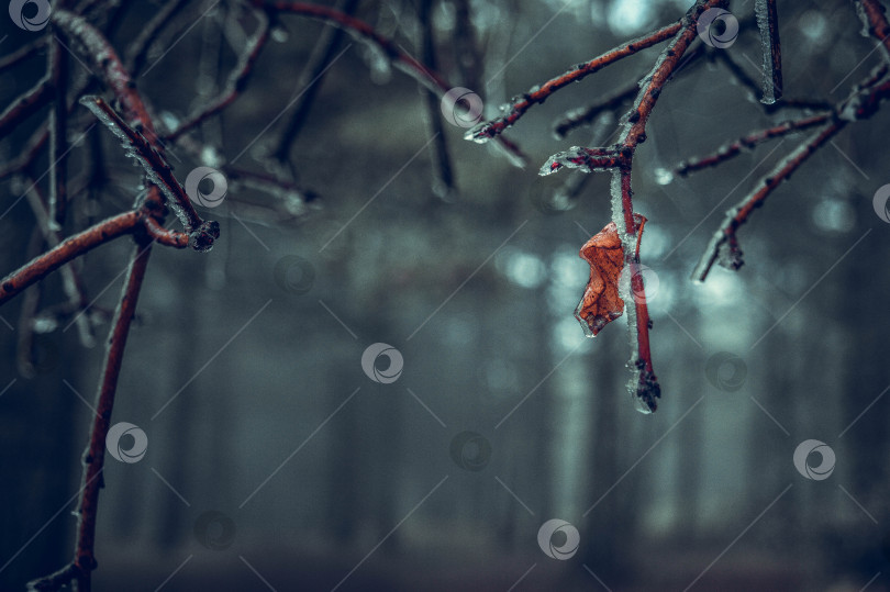 Скачать лист и ветви во льду фотосток Ozero