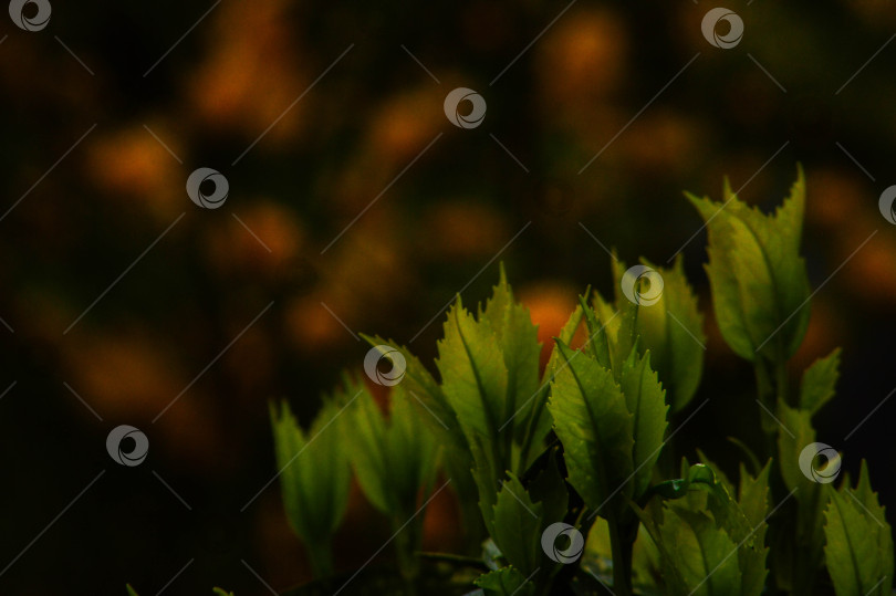 Скачать зеленые листья фотосток Ozero