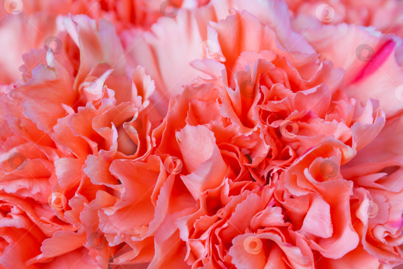 Скачать Крупный план красного цветка гвоздики в качестве фона фотосток Ozero