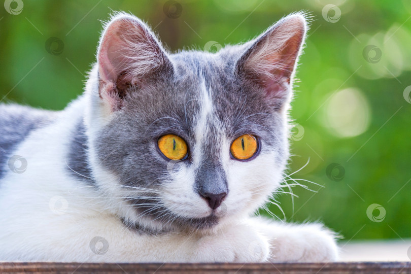 Скачать Портрет удивленного серо-белого лежащего котенка с ярко-оранжевыми глазами на фоне зеленого сада в технике боке фотосток Ozero