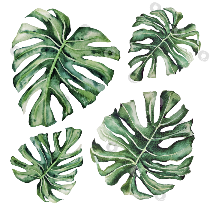 Скачать Зелёные листья монстеры. Реалистичная ботаническая иллюстрация. фотосток Ozero