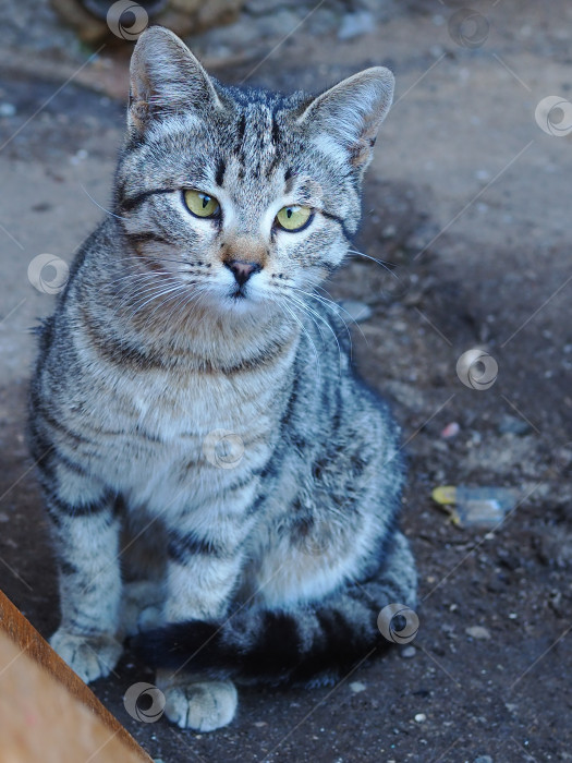 Скачать Дворовый кот. фотосток Ozero