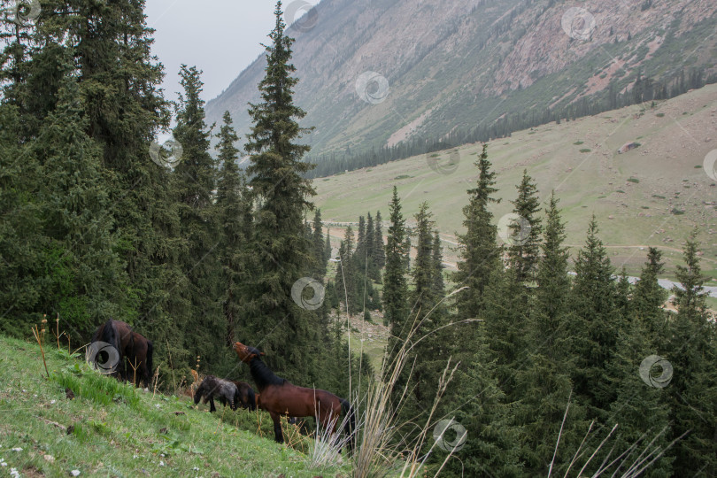 Скачать Лошади щиплют траву на горных склонах Кыргызстана в лесу фотосток Ozero
