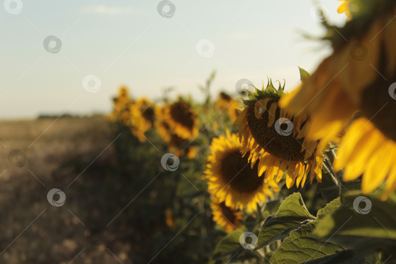 Скачать Подсолнухи фотосток Ozero