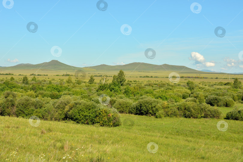 Скачать Густые заросли кустарника на краю бескрайней степи у подножия хребтов высоких холмов. фотосток Ozero