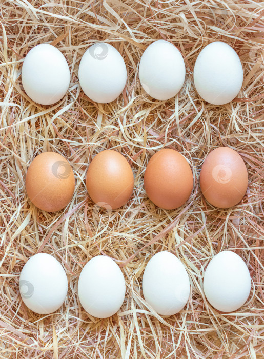 Скачать Белые и коричневые яйца рядами на фоне сена. Вид сверху, плоская кладка фотосток Ozero