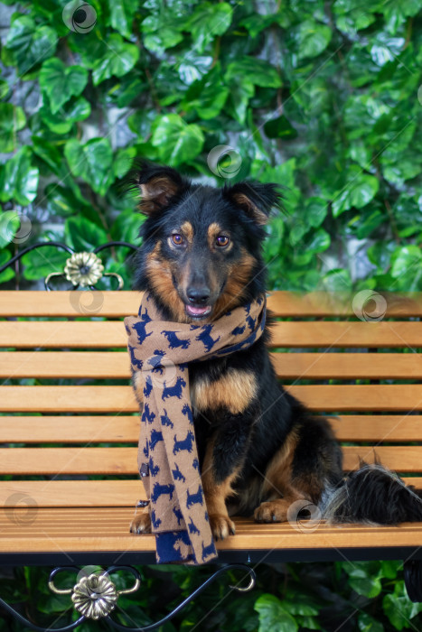 Скачать Пастушья собака с палевой шерстью сидит на скамейке в шарфе фотосток Ozero