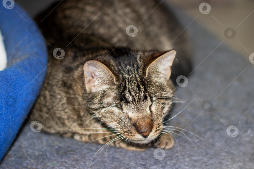 Скачать Домашняя короткошерстная кошка лежит на ковре с закрытыми глазами фотосток Ozero