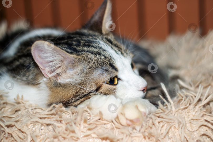 Скачать Кошачий кот смотрит в камеру, развалившись на пушистом одеяле фотосток Ozero