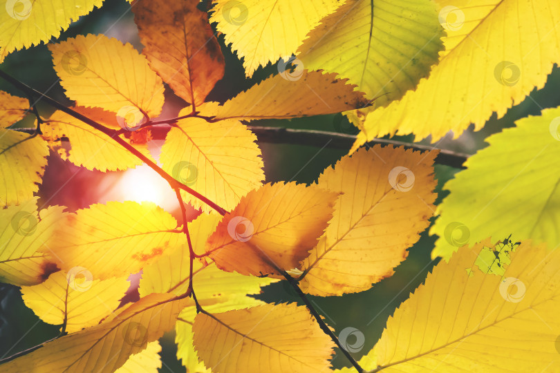 Скачать Желтые осенние листья, освещенные солнцем (абстракция, фон, концепция, крупным планом) фотосток Ozero