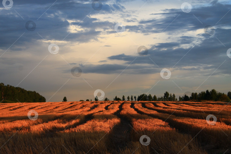 Скачать Русское поле фотосток Ozero