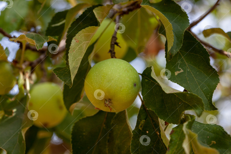 Скачать молодые маленькие зеленоватые яблоки на ветке в саду. фотосток Ozero