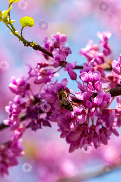 Скачать Розовая древесная цветочная пчела, цветущие ветви китайского кустарника весной фотосток Ozero