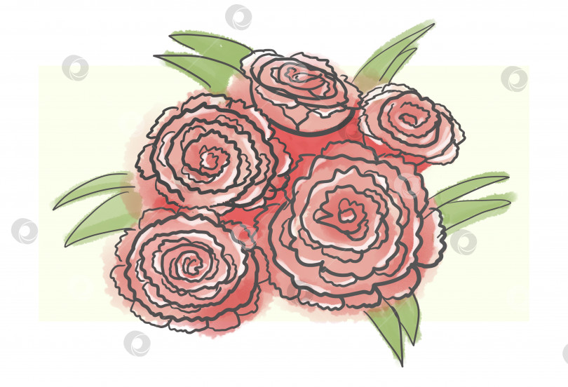 Скачать Набросок роз акварельными красками. Изолированная иллюстрация. Фотография высокого качества фотосток Ozero