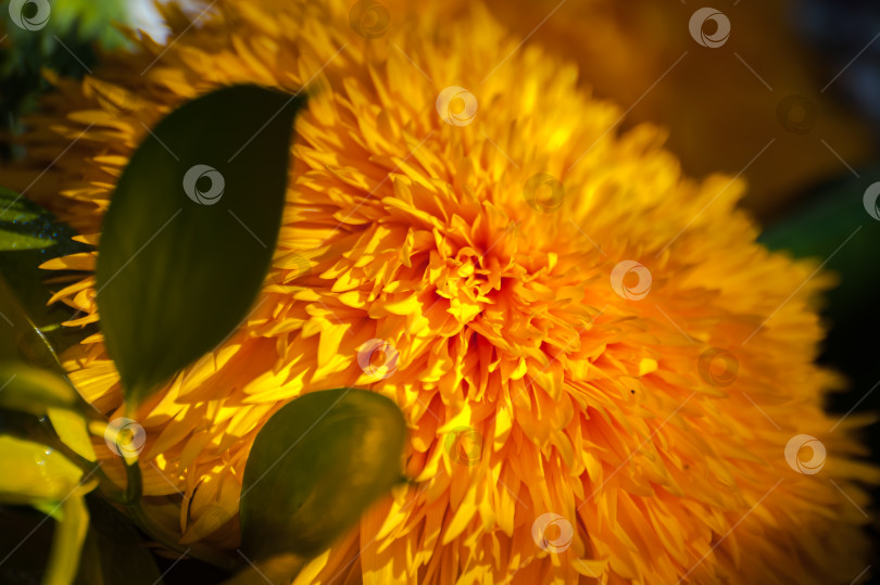 Скачать Helianthus cucumerifolius - подсолнечник с огуречными листьями, или подсолнечник в форме огурца - культивируется как декоративное растение. фотосток Ozero