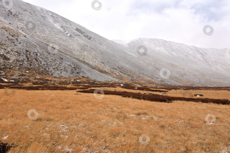 Скачать Высокая пожелтевшая трава на широкой поляне у подножия пологого обрыва в пасмурный осенний день была припорошена первым снегом. фотосток Ozero
