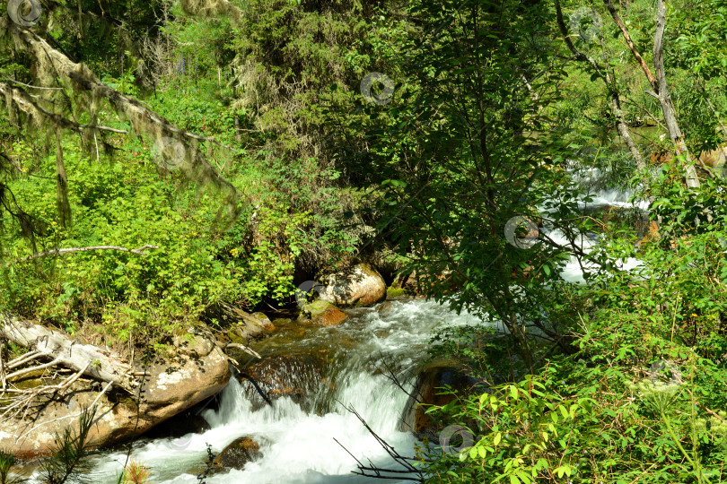 Скачать Стремительный ручей, подобно каскадному водопаду, низвергается с гор через густой хвойный лес, огибая камни в своем русле солнечным летним днем. фотосток Ozero