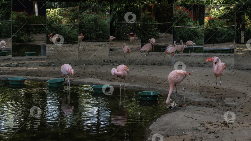 Скачать В вольере гуляют красивые розовые фламинго фотосток Ozero