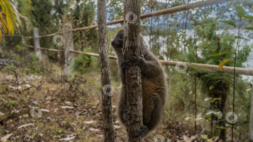 Скачать Симпатичный бамбуковый лемур Hapalemur griseus сидит на дереве фотосток Ozero